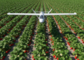 UAV 3D canopy models estimate strawberry dry biomass in Florida field trial