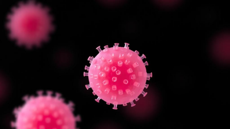 Lab-Grown Ovarian Spheroids Reshape Endometrial Tissue Beyond What Hormones Alone Can Do