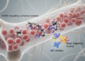 EP300 Degradation and AKT Inhibition Slow Osteosarcoma in Preclinical Models