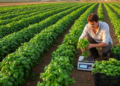 Agronomic performance and leaf-morphological evaluation of basil (Ocimum basilicum L.) germplasm under the environmental conditions of Adana