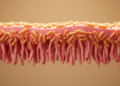 Bacillus clausii partially attenuated intestinal injury in randomized rat experiment