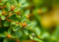 Oregano Leaf Oil Rewritten as a Nanoemulsion Shows Potent Antimicrobial and Anticancer Activity