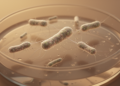 Phage Therapy Against Multidrug-Resistant Serratia Remains an Investigational Strategy