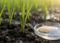 Rice PML3 knockout study links Golgi manganese disruption to changes in young tissues