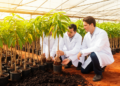 Study identifies seven Olour mango half-sib progenies with promising dwarfing traits