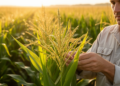 Fine mapping refines chromosome 3 QTL associated with heat tolerance in maize tassels