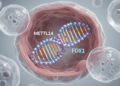 METTL14 stabilizes FDX1 RNA and restrains clear cell kidney cancer