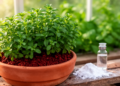 Field experiment links lime and GA3 applications with improved stevia growth in northern Bangladesh