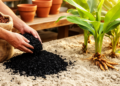 Biochar and nitrogen effects on nitrate leaching, physiological performance, and rhizome quality of turmeric (Curcuma longa L.) in sandy soil