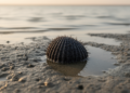 Morphology, anatomy and COI data identify distinct Anadara species in Kuwait