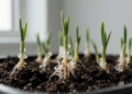 Polystyrene microplastics with molybdenum improved wheat seed germination in an experimental study
