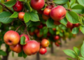Virtual Orchards: Synthetic Data Closes the Gap for AI Fruit Detection