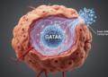 GATA6 represses BMP2 to restrain lung squamous cell carcinoma