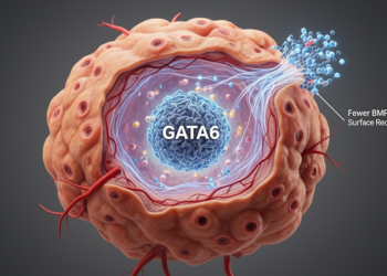 GATA6 represses BMP2 to restrain lung squamous cell carcinoma
