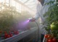 Greenhouse study links 5-minute cold argon plasma-activated water treatment with reduced ToBRFV symptoms and improved tomato growth measures