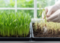 Experimental multi-omics study links low-phosphorus tolerance in TY2 oat to coordinated metabolic responses