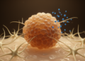 LX-2 hepatic stellate cells alter 3D HepG2 hepatocellular carcinoma spheroids and are associated with lower sorafenib sensitivity
