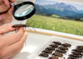 Research report: An updated checklist of the Cantharidae and Lycidae of Switzerland ( Coleoptera , Elateroidea )