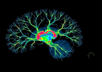 Single-Cell Map Reveals Why Some Cholinergic Neurons Age Faster Than Others