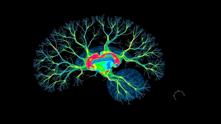 Single-Cell Map Reveals Why Some Cholinergic Neurons Age Faster Than Others
