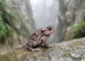 Research report: A new species of the genus Boulenophrys ( Anura , Megophryidae ) from western Guangxi, China