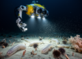 Video survey documents 325 morphotaxa across the Nova Canton Trough