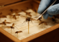 Museum morphology study redescribes two Anthomyia flies and revises the synonymy of Anthomyia diversa