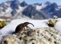 Taxonomic and mitochondrial study identifies new alpine weevil in Piemonte