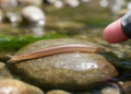Integrative study identifies three new Dugesia planarian species in Henan, China