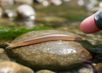 Integrative study identifies three new Dugesia planarian species in Henan, China