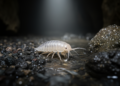 Molecular study updates stenasellid phylogeny and names a Vietnamese Stenasellus species