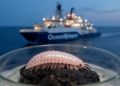 Single-specimen study describes first Bathyeliasona scale worm from the eastern Indian Ocean
