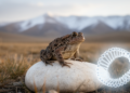 Scutiger boulengeri mitochondrial genome expands to 49,991 bp and supports a close relationship with S. liupanensis