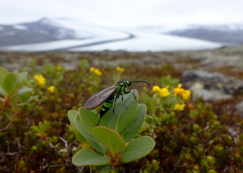 The sawflies ( Hymenoptera , Tenthredinidae ) of Greenland