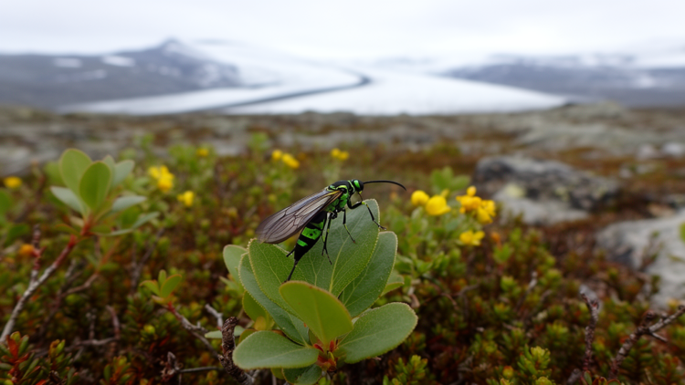 The sawflies ( Hymenoptera , Tenthredinidae ) of Greenland