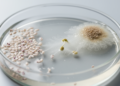 Fungal exudates alter gene expression, hormones and fatty acids in Gymnadenia conopsea orchid seeds