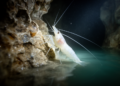 Morphological and molecular study describes sulphidic cave shrimp from southwestern Iran