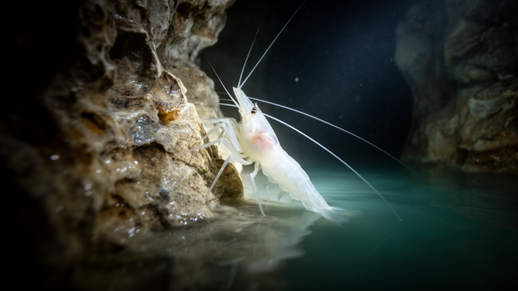 Morphological and molecular study describes sulphidic cave shrimp from southwestern Iran