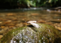 Taxonomic study describes nine new Panamanian microcaddisfly species