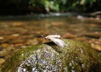 Taxonomic study describes nine new Panamanian microcaddisfly species