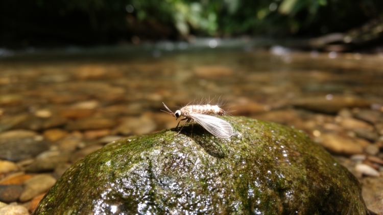 Taxonomic study describes nine new Panamanian microcaddisfly species