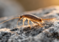 First observation of antennal cleaning behaviour in Archaeognatha
