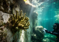 Freshwater Sponge Rediscovered in Yucatan Cenotes After Nearly 90 Years