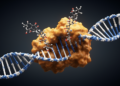 VelB DNA-binding region requires conserved arginine cluster for fungal development