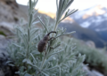 Field study documents first confirmed development of a rare weevil in Swiss wormwood