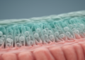 New Myxozoan Parasite Found Lurking in the Intestinal Wall of Barbel Chub in China