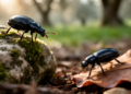 Morphological study describes two new Entomoculiini species from Kérkyra