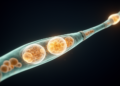 Fungal autophagy coordinates membrane remodeling, stress responses and pathogenic development