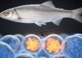 Cytogenetic survey reveals geographic variation in B chromosomes in Paraná River fish