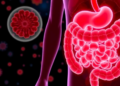 Stem Cells Reshape the Gut Microbiome, but a Blood Pressure Cure Remains Elusive